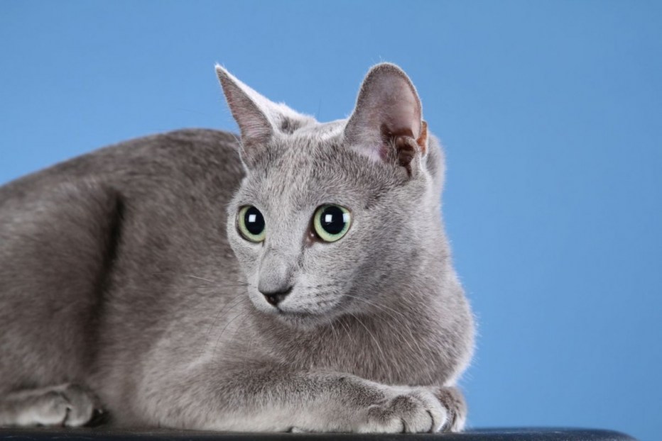 Русская голубая кошка