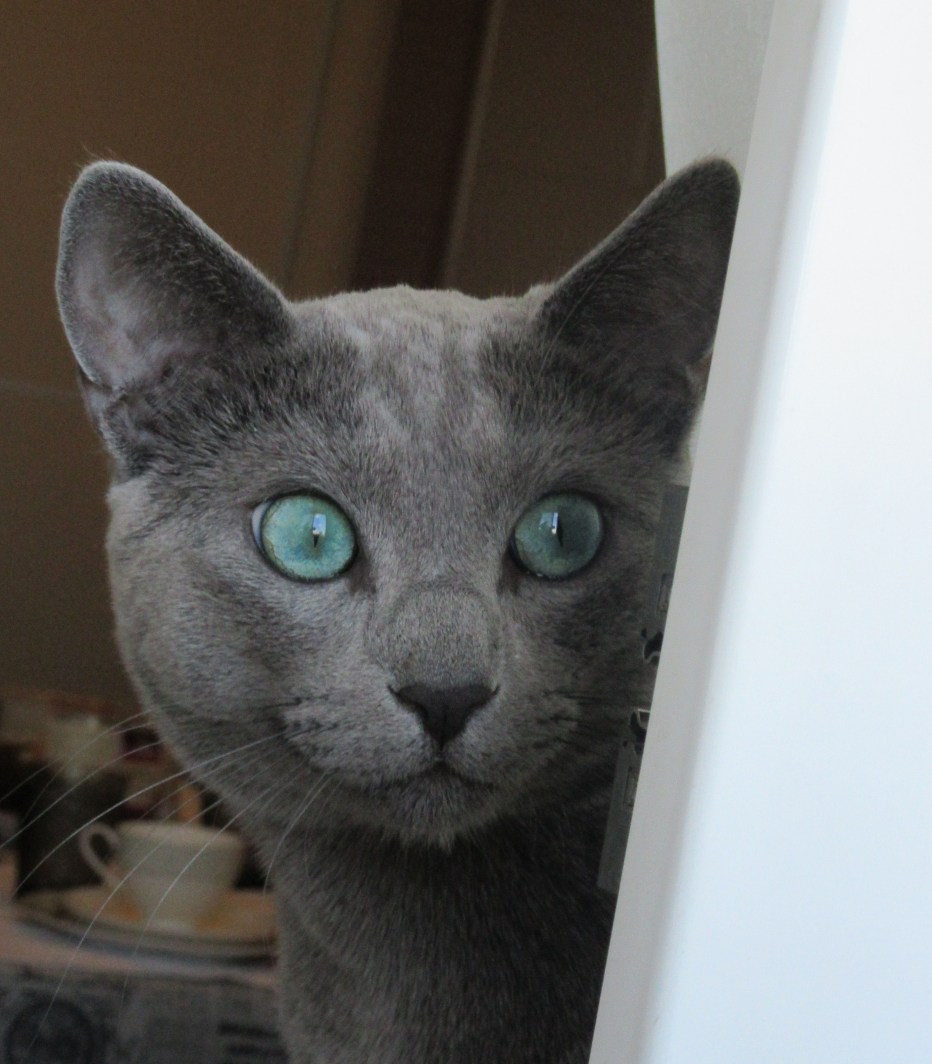 Королевская голубая кошка