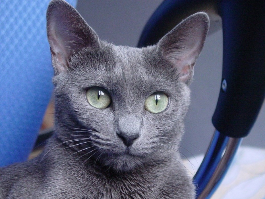 Голубая кошка Виола
