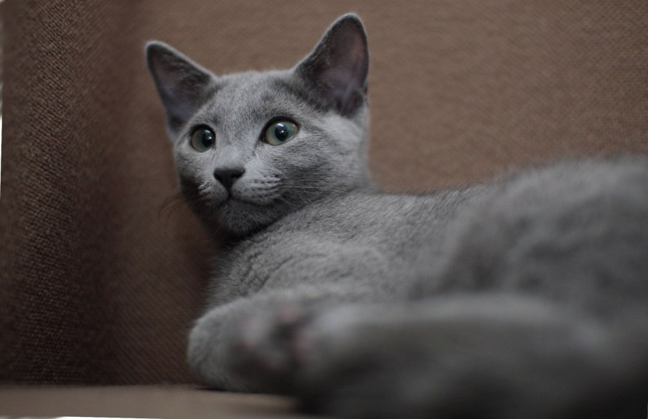 Русская голубая кошка