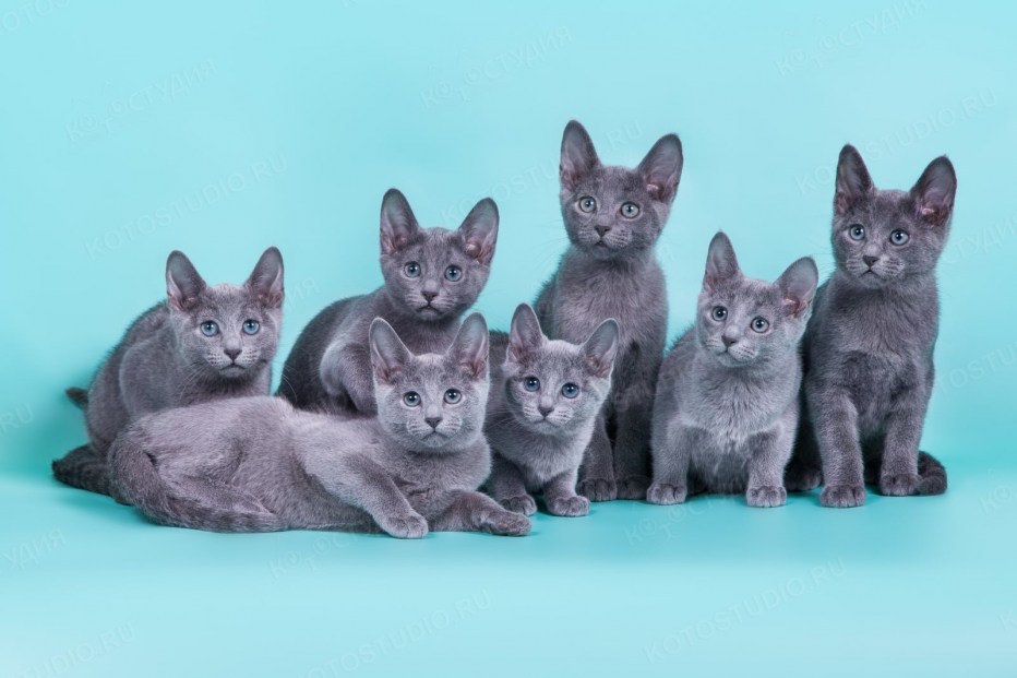 Русская голубая кошка крысоловка