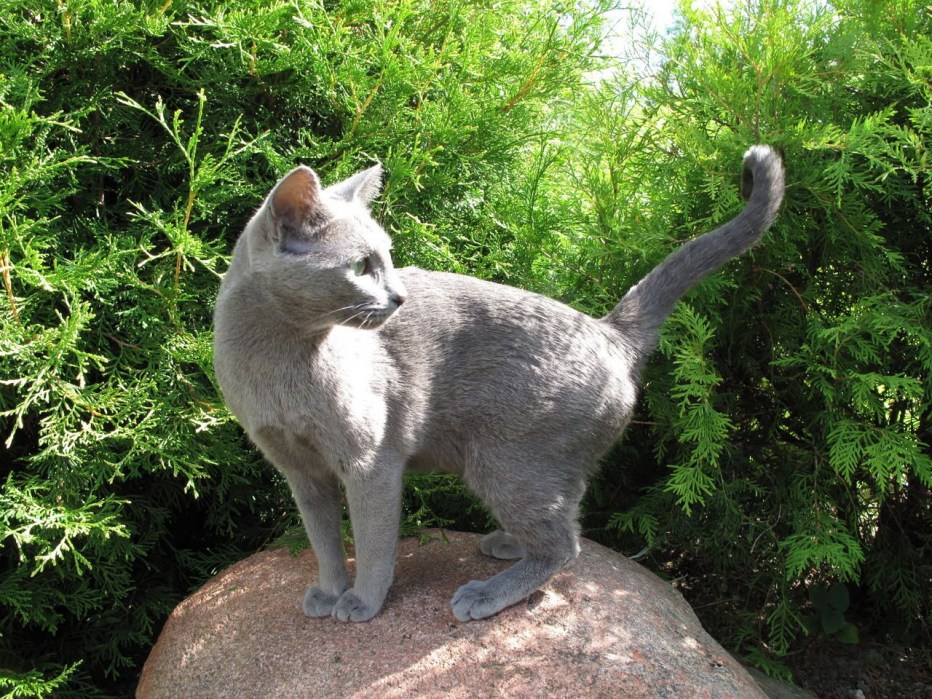 Русская голубая кошка