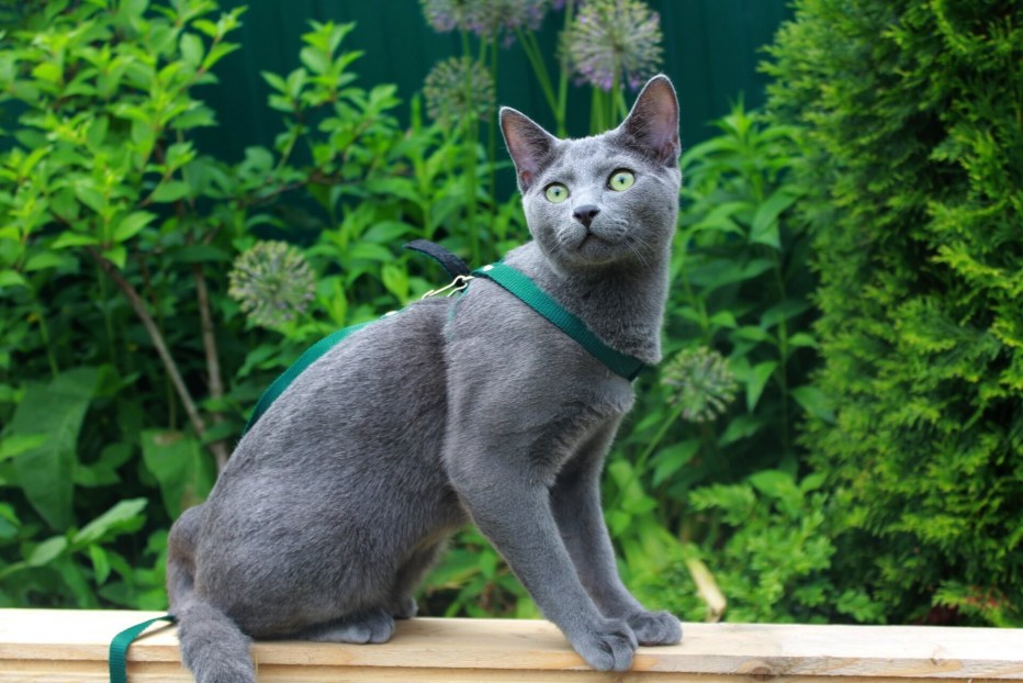 Русская голубая котенок