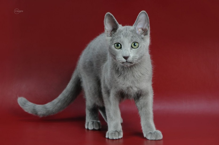 Русская голубая кошка американский Тип