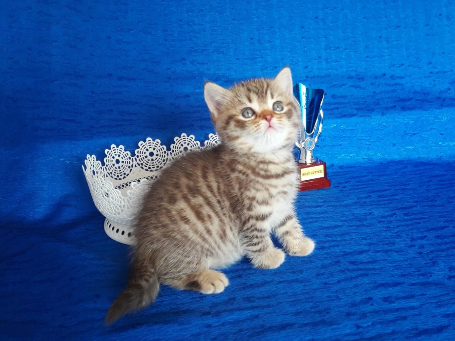 Британские котята с пятнистым окрасом