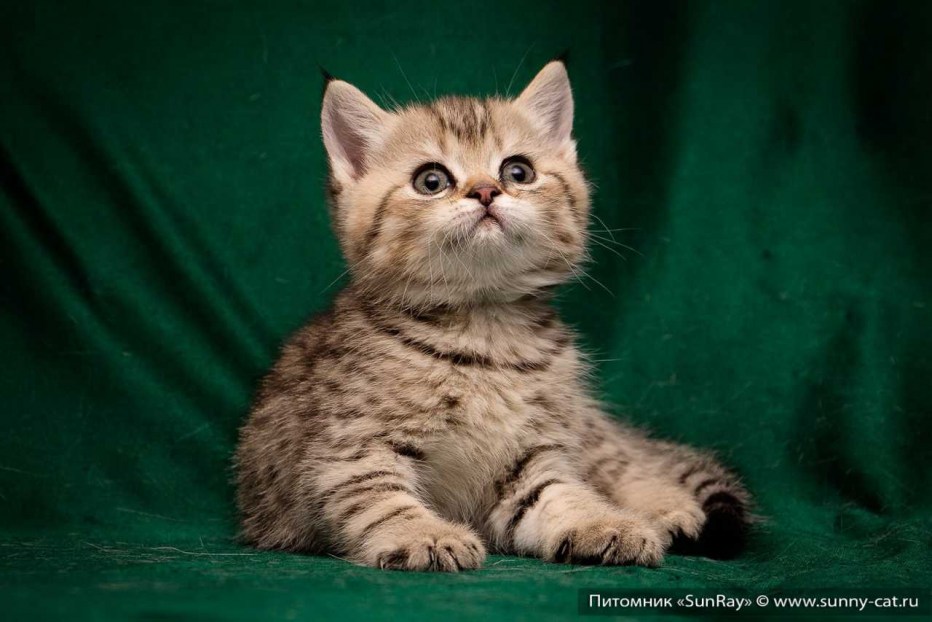 Тигровый британец котенок
