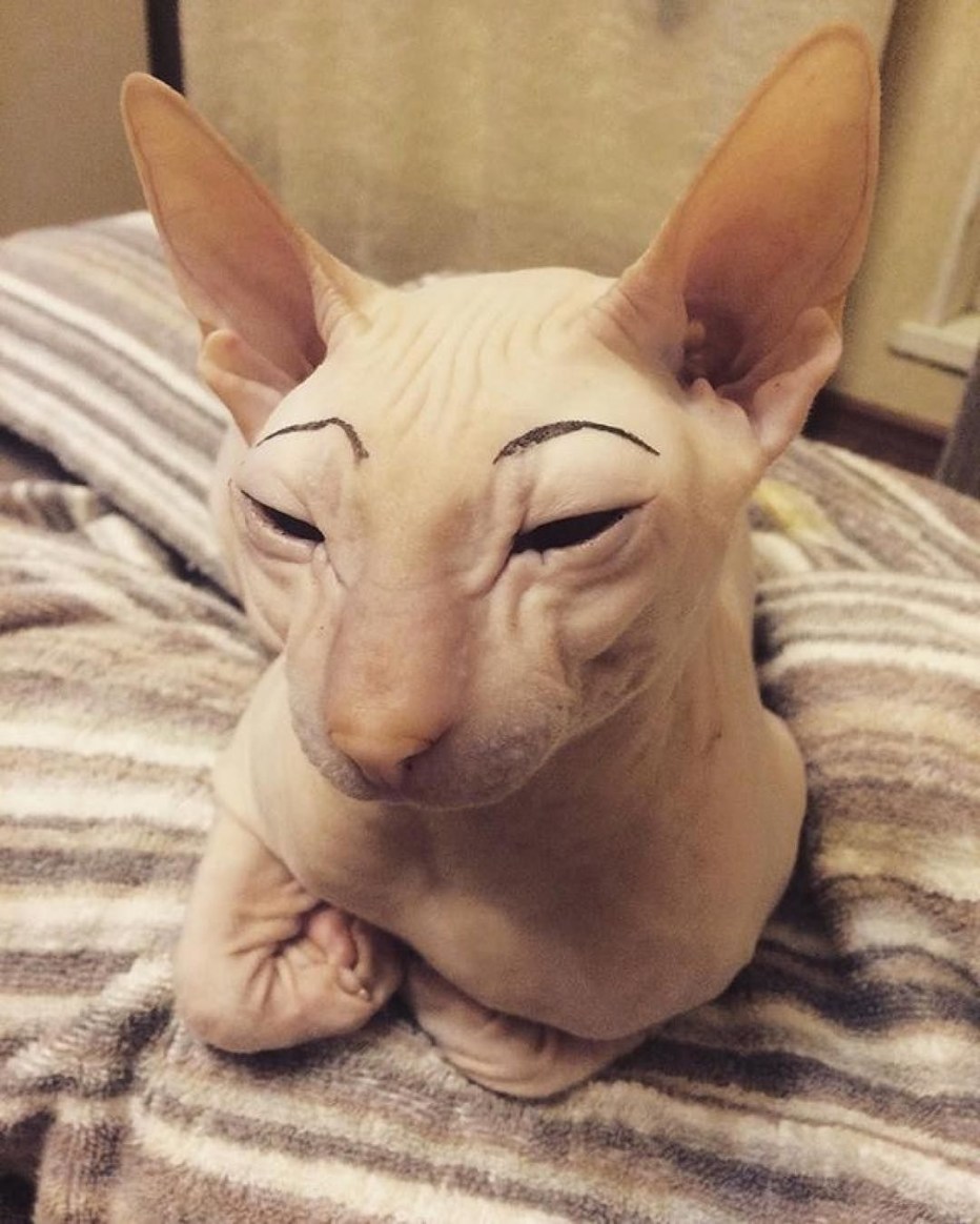 Ржачный лысый кот