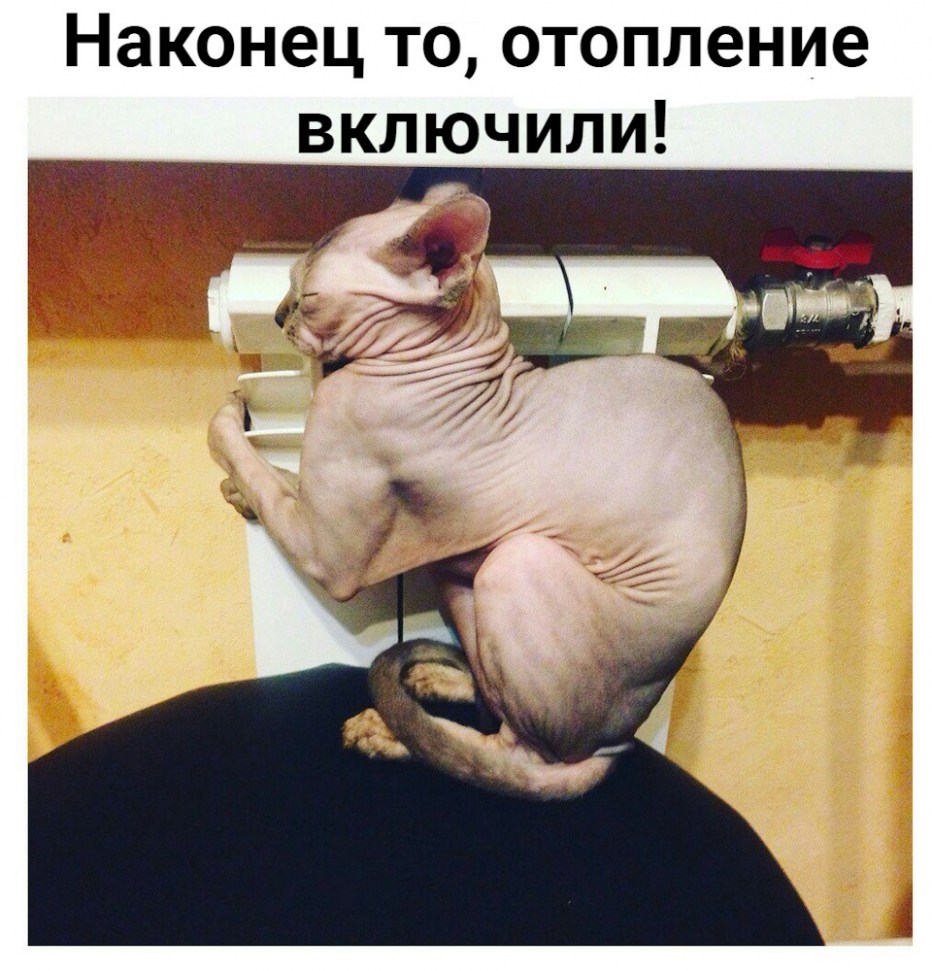 Толстый сфинкс