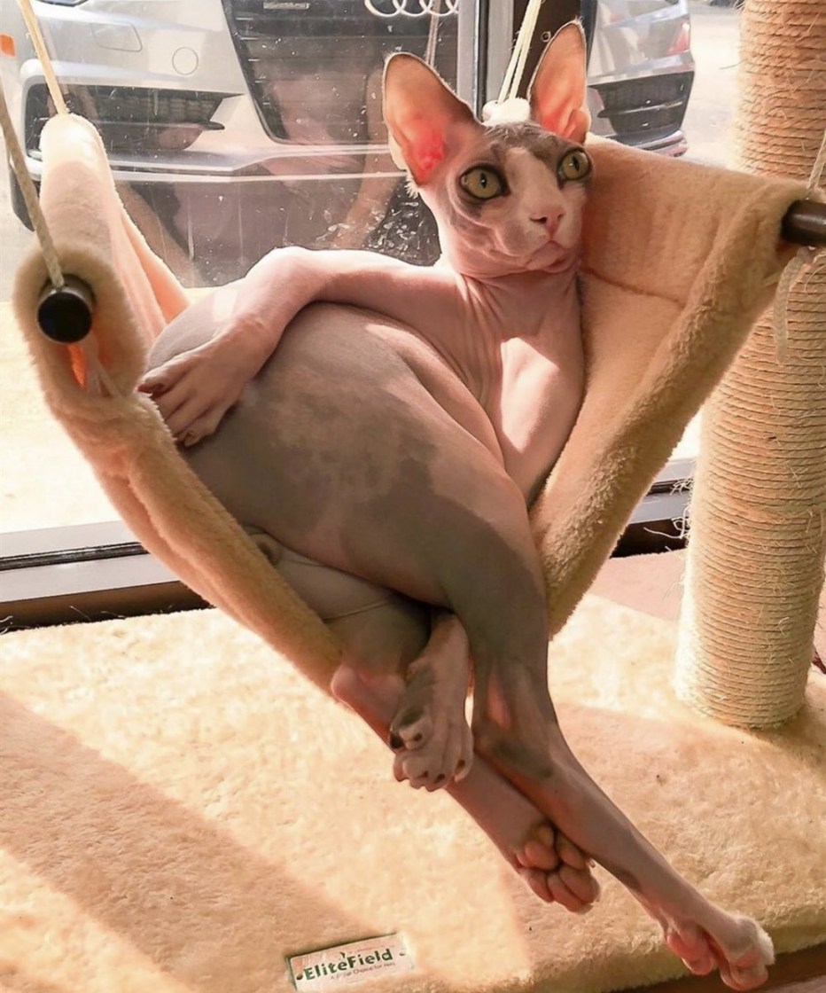 Милые коты сфинксы