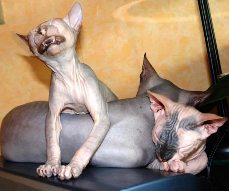 Лысый кот сфинкс котенок