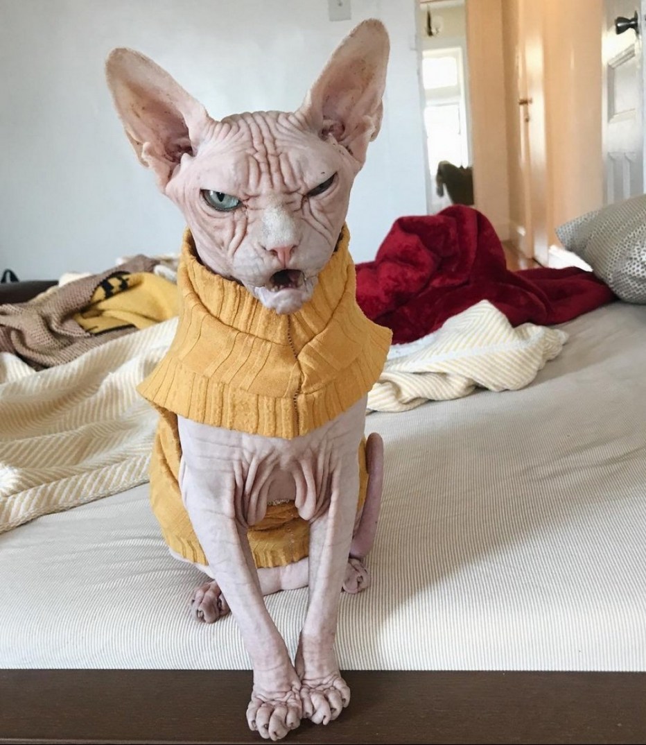 Сфинкс кот на окне