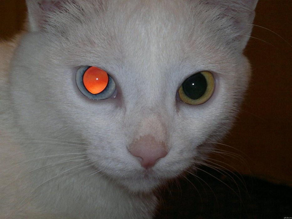 Белые коты с красными глазами
