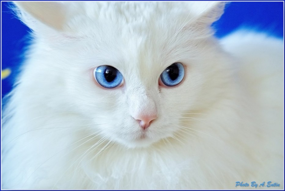 Кошки альбиносы