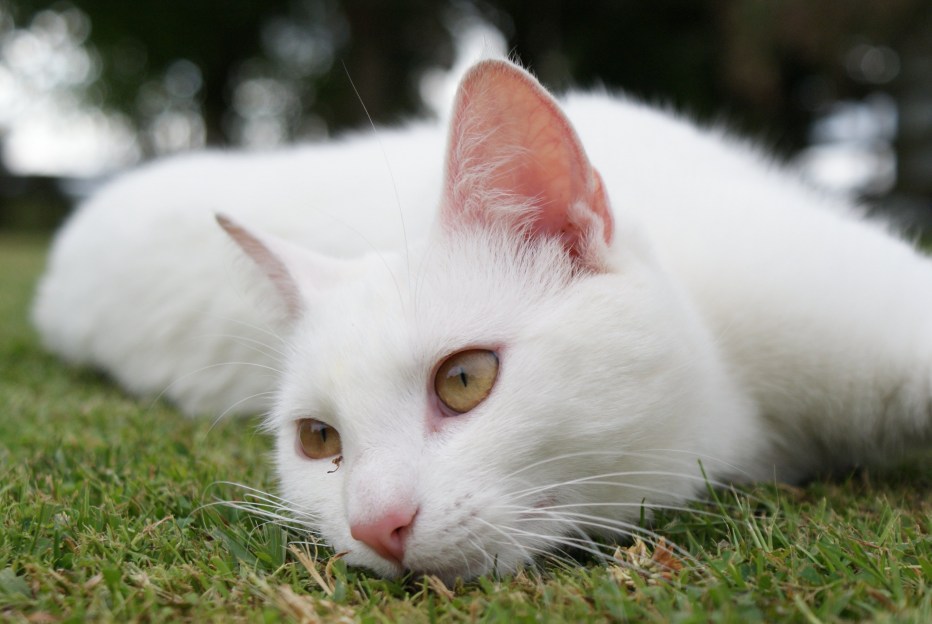 Mr White Cat