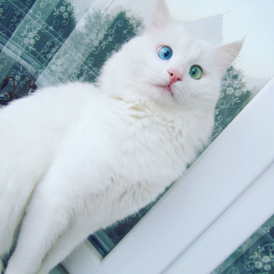 Белая кошка арт