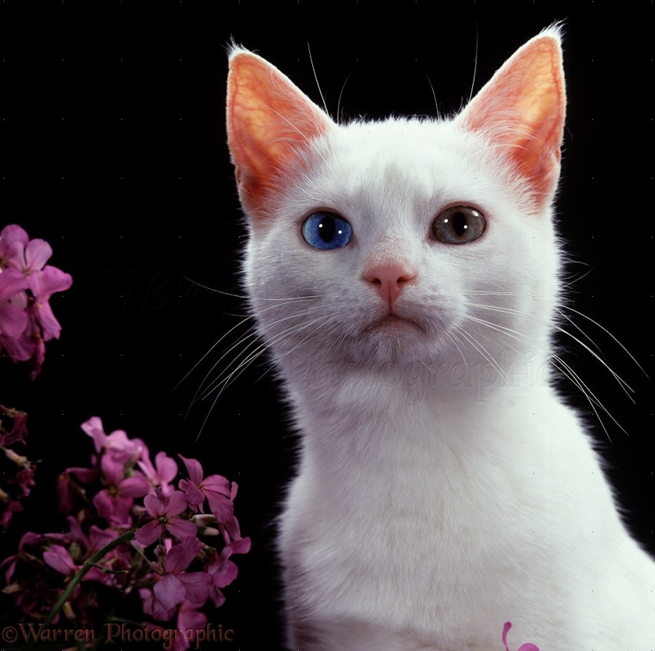 Кошка белая