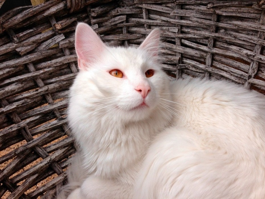 Кошка белая