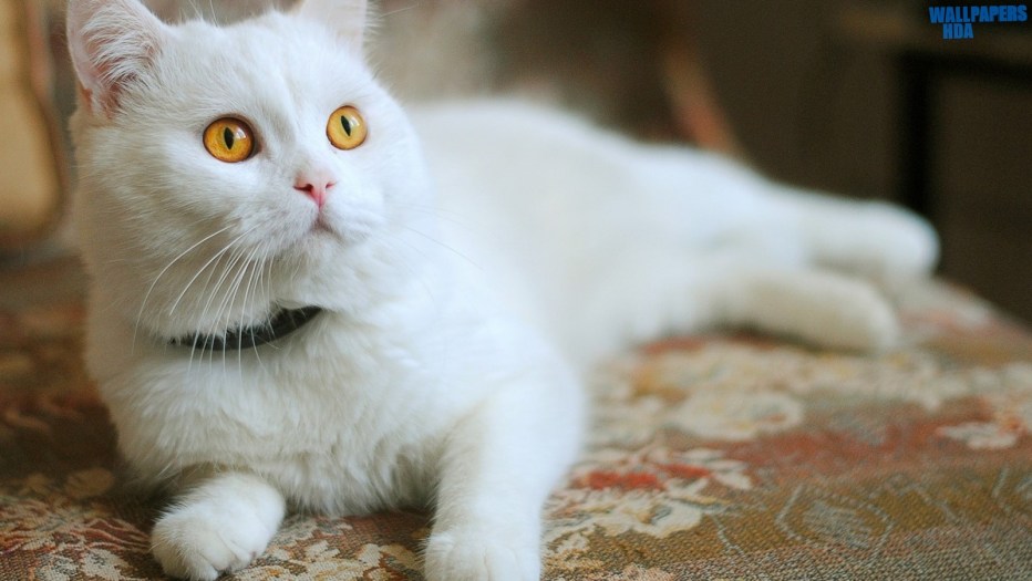 Ерасный глаз у котёнка