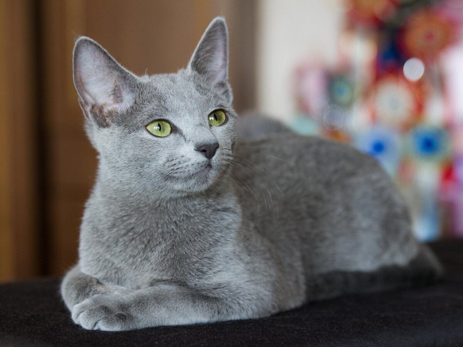Кошки русская голубая гладкошерстная