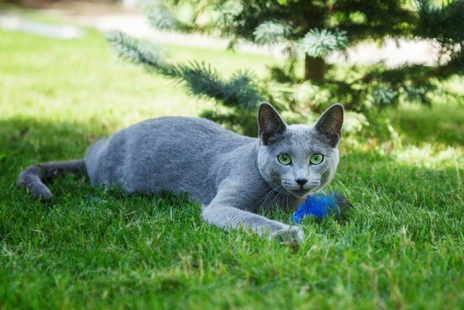 Корат кошка