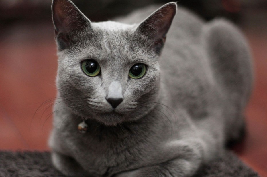 Кот породы русская голубая