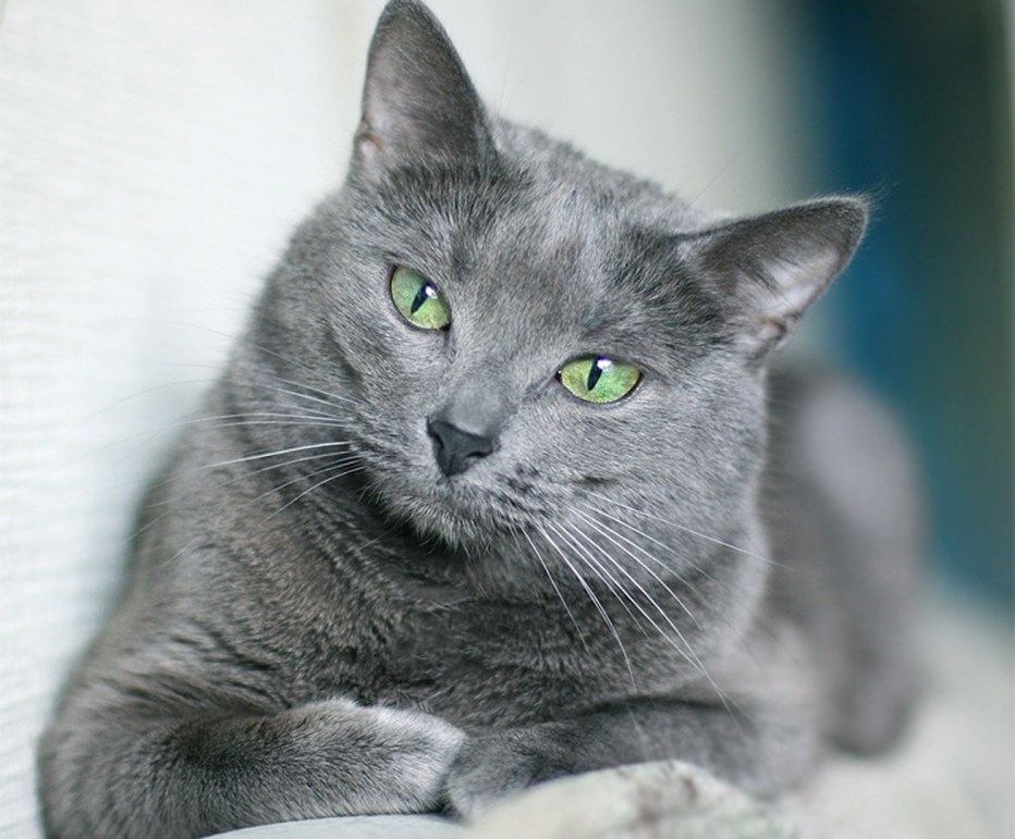 Сибирский голубая кошка короткошерстная