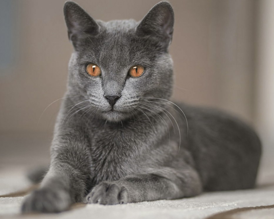 Русская голубая кошка вислоухая