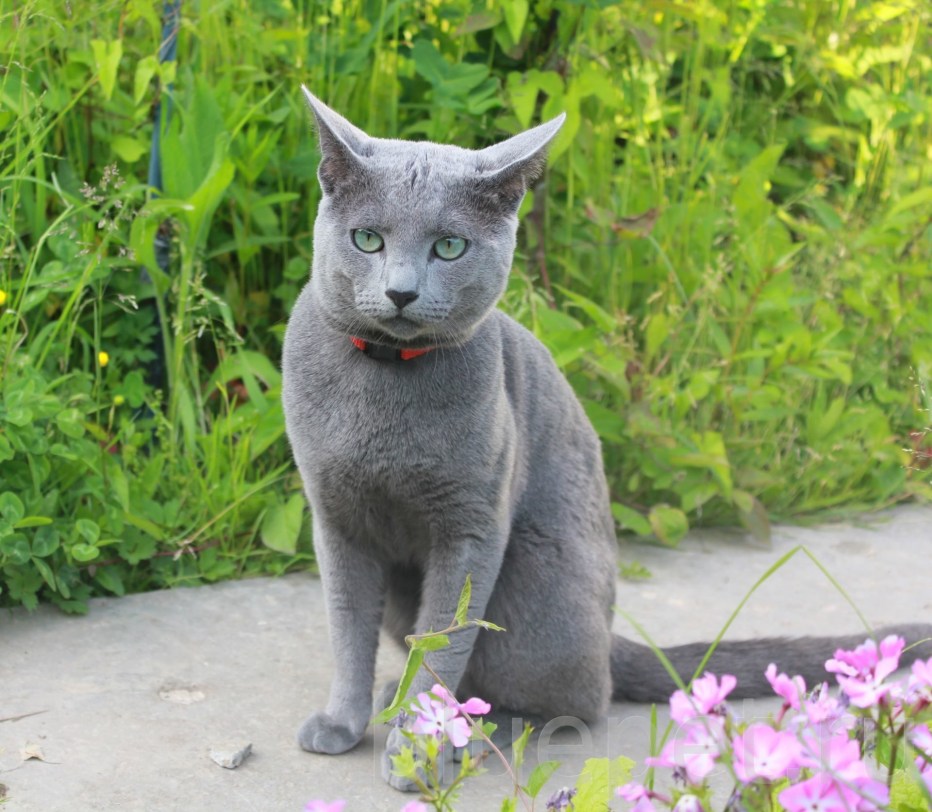 Котята породы Корат