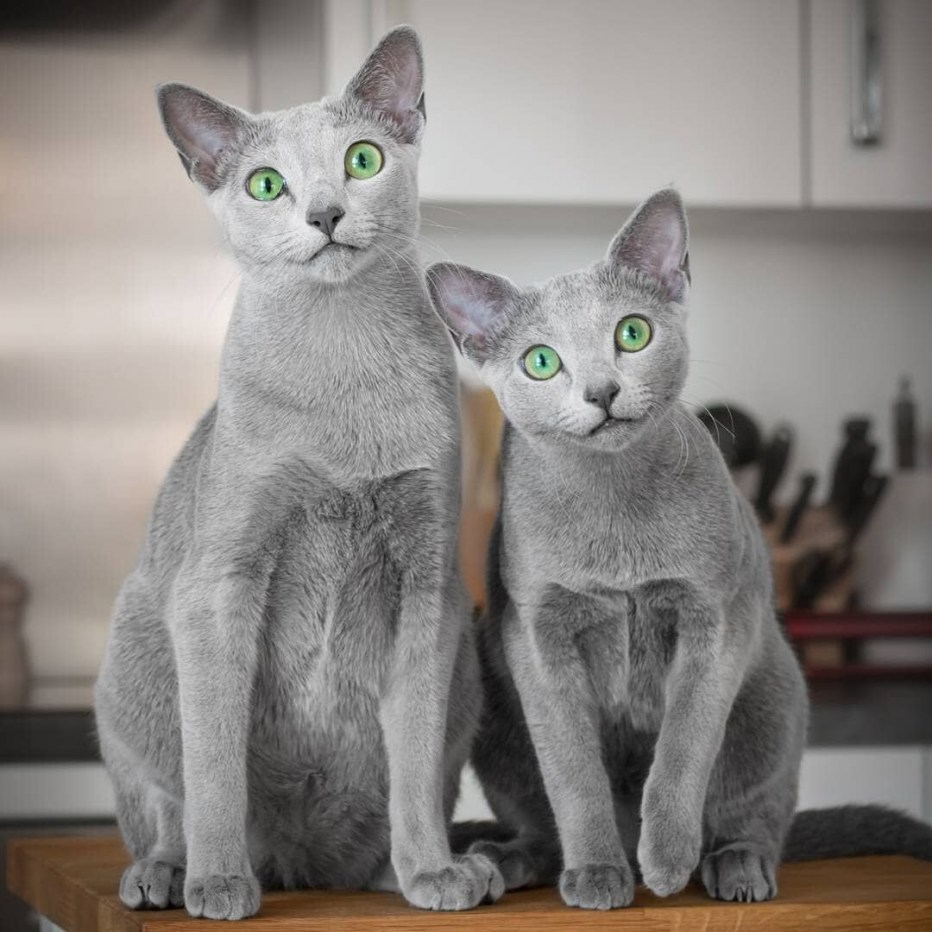 Русская голубая кошка котята