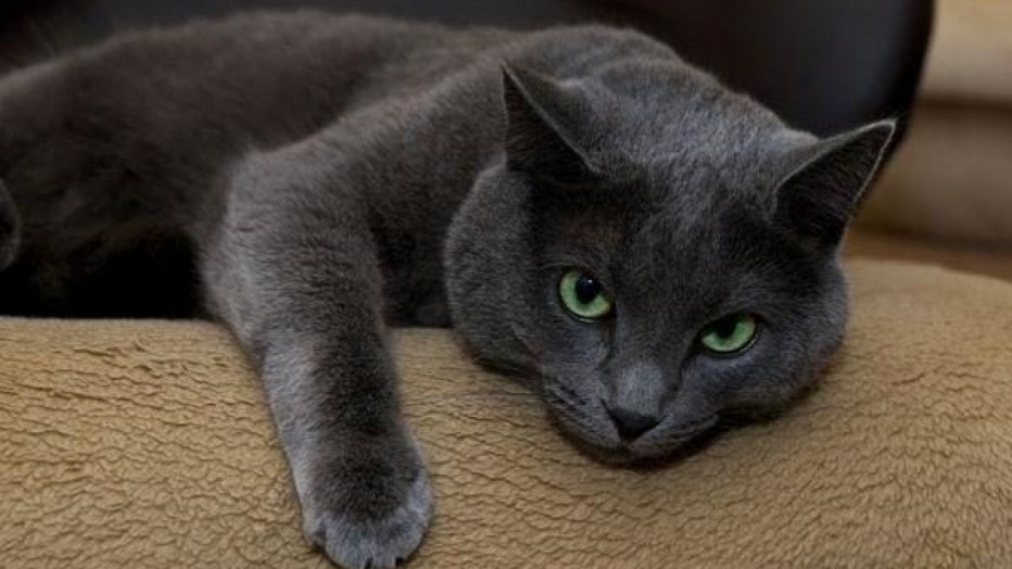 Сибирский голубая кошка короткошерстная