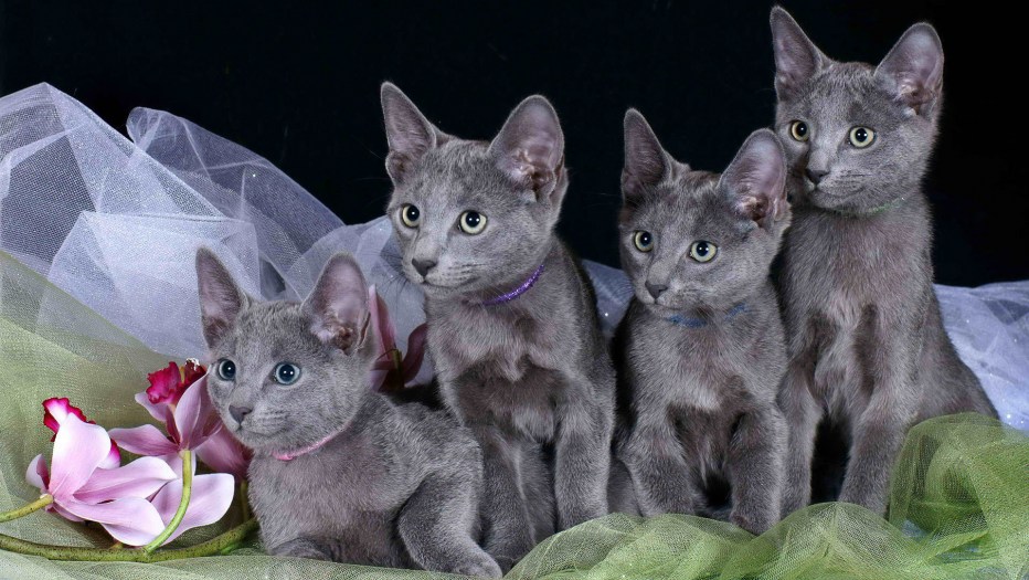 Сибирский голубая кошка короткошерстная