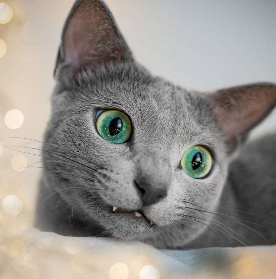 Сибирский голубая кошка короткошерстная