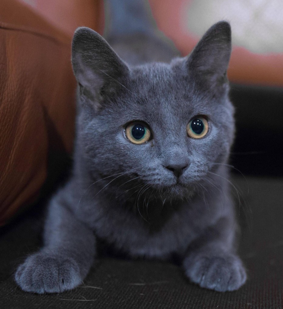 Кот породы русская голубая