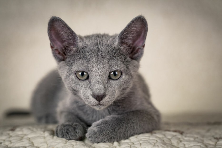 Сибирский голубая кошка короткошерстная