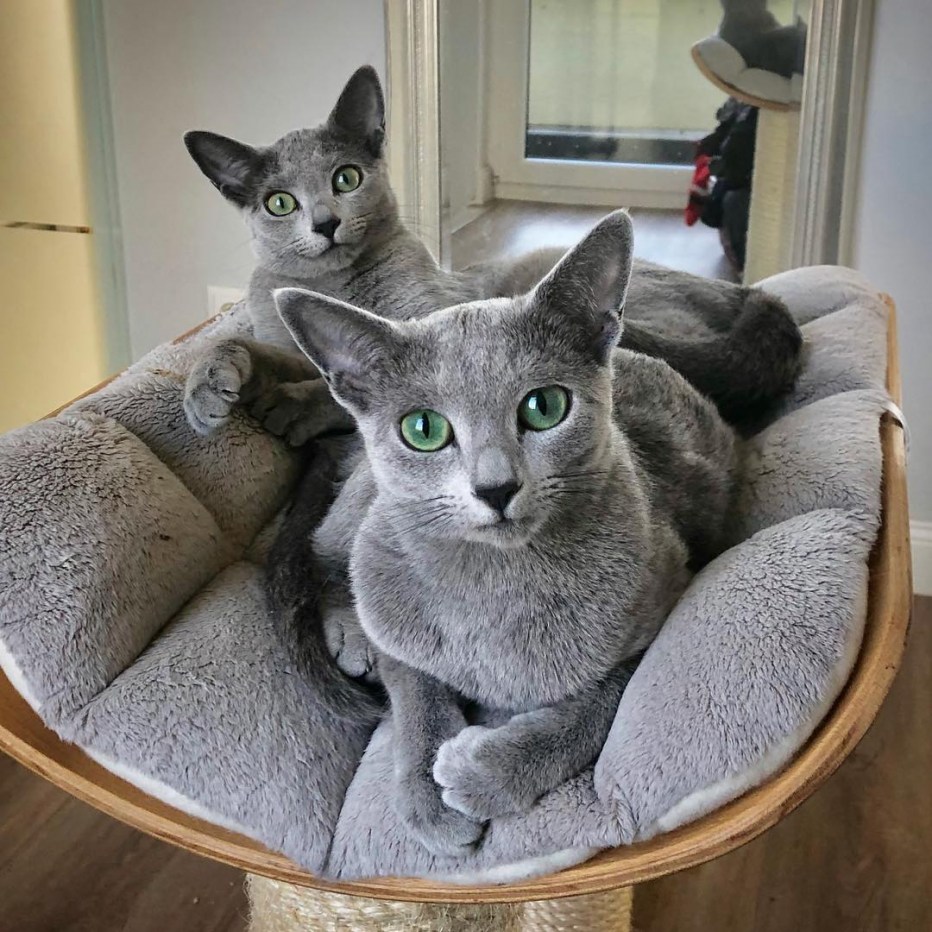 Кошка Сибирская голубая гладкошерстная