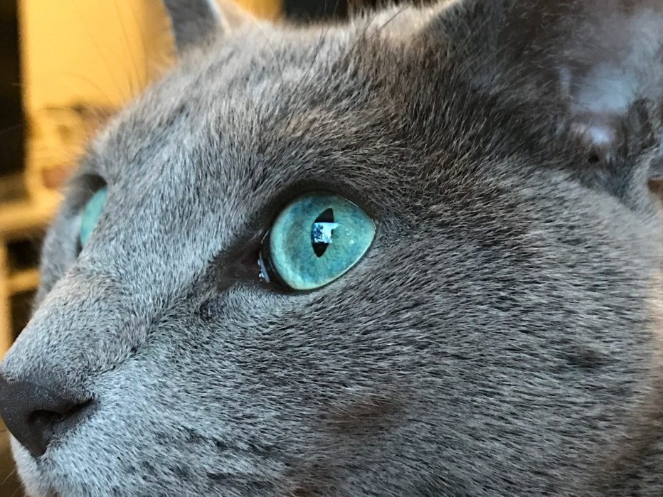 Серо черная кошка