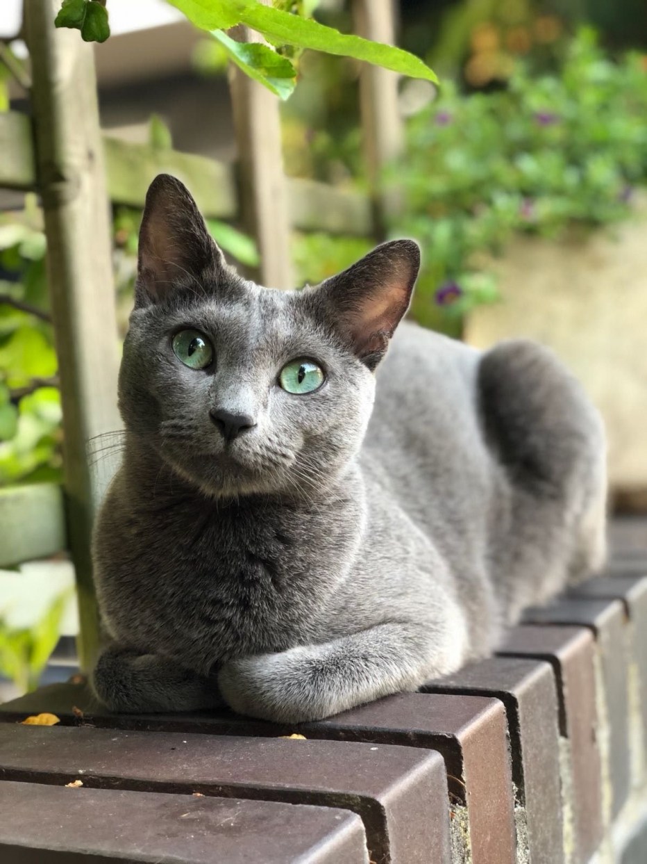 Скоттиш шартрез