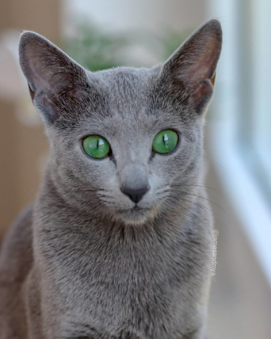 Венская голубая кошка