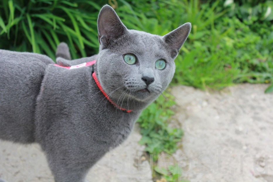 Сибирский голубая кошка короткошерстная