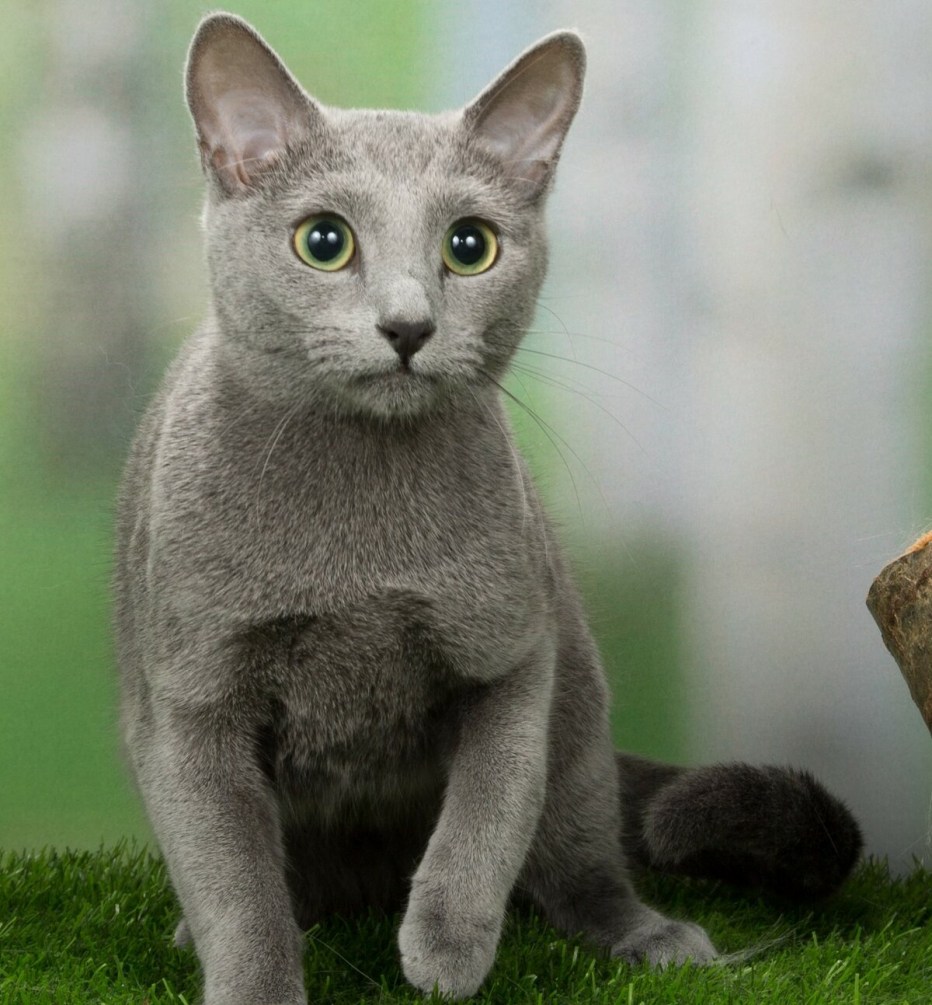 Сибирский голубая кошка короткошерстная