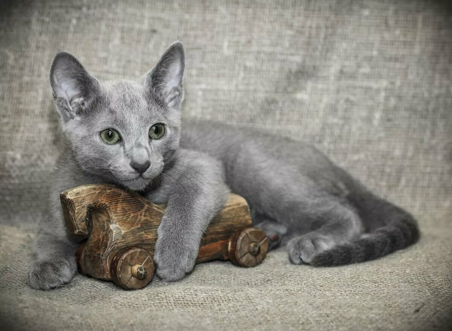 Русская голубая кошка котята