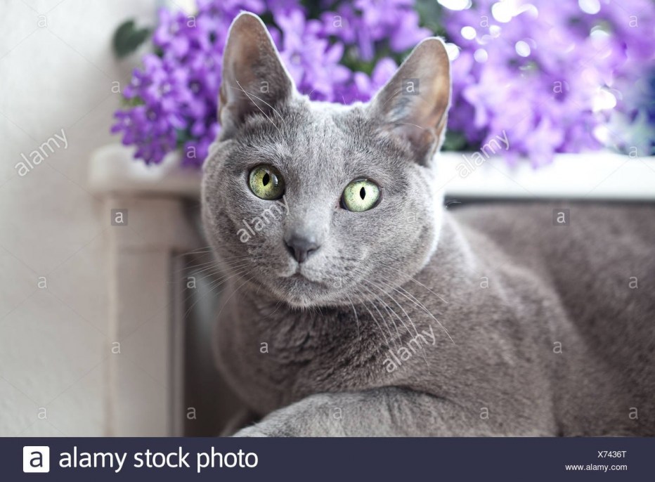 Русская голубая кошка tica