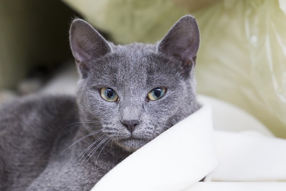 Котята русской голубой кошки