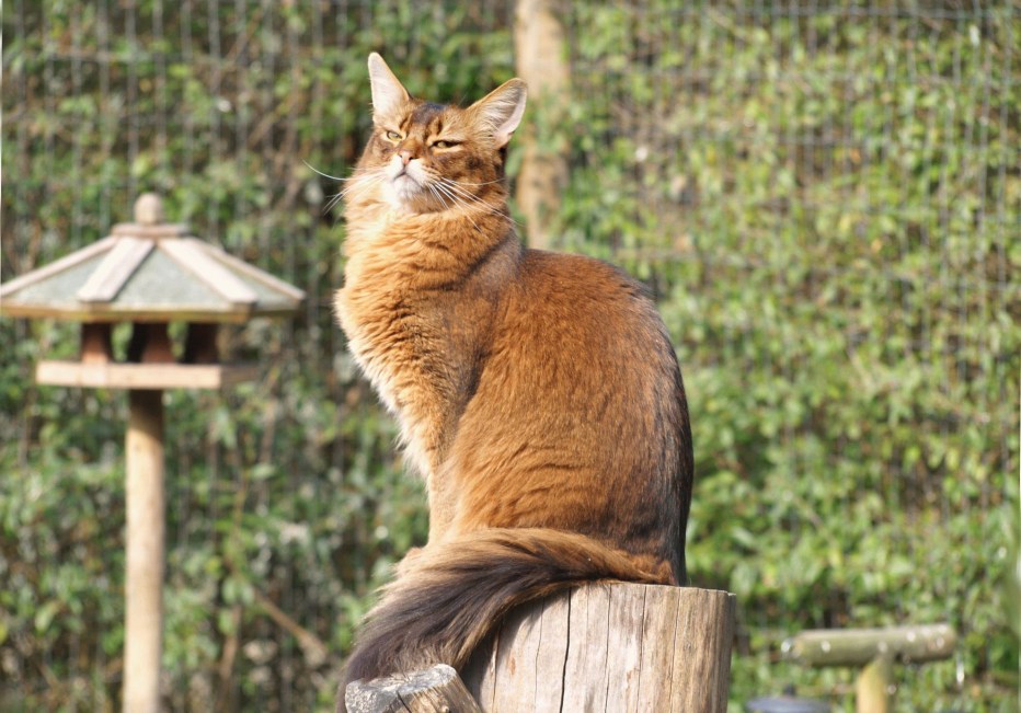 Бешеные коты