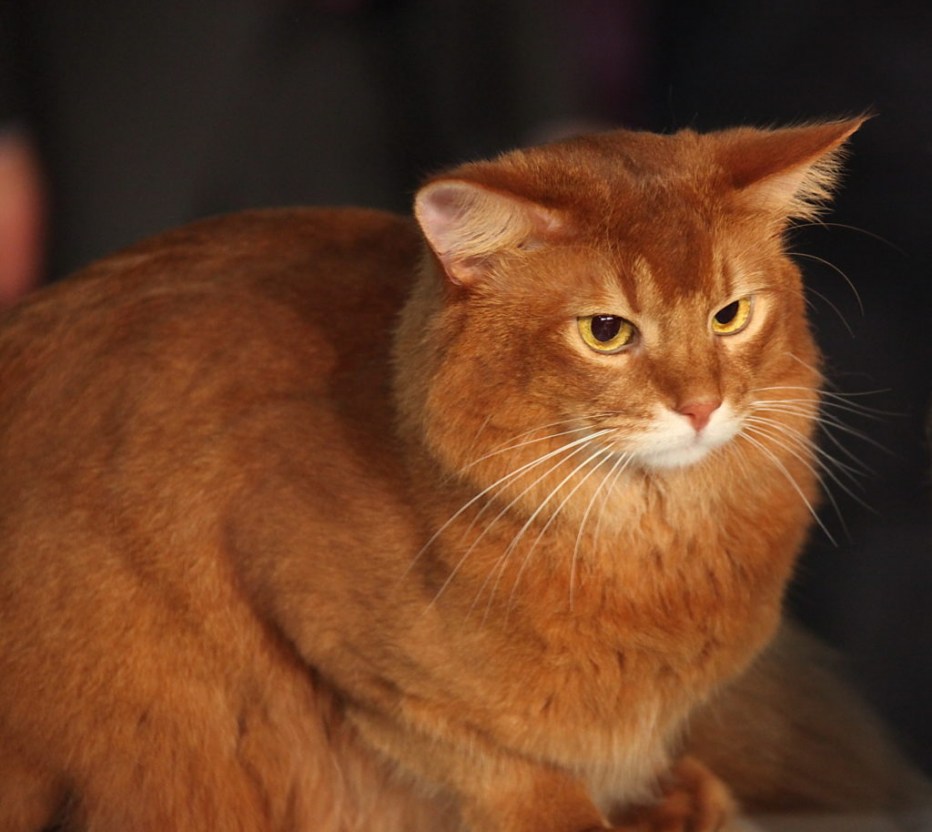 Кот Сомалийская кошка