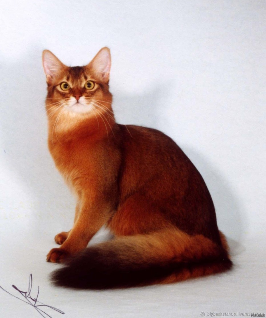 Кошки породы Сомали