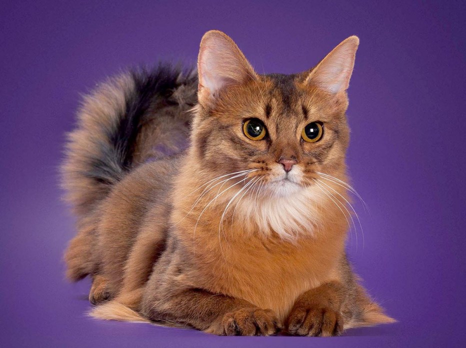 Сомалийская кошка