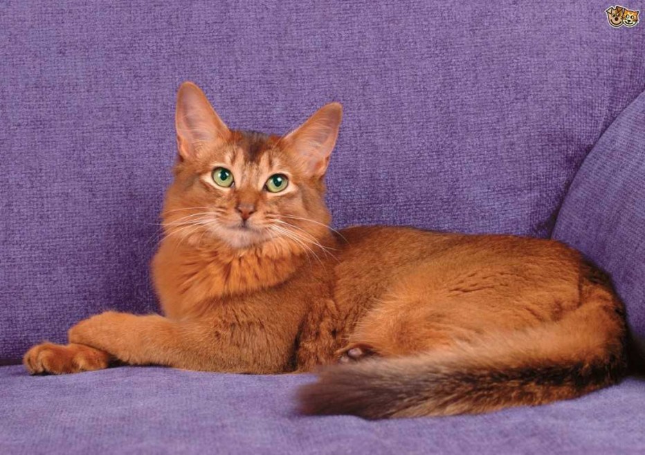 Сомалийская кошка