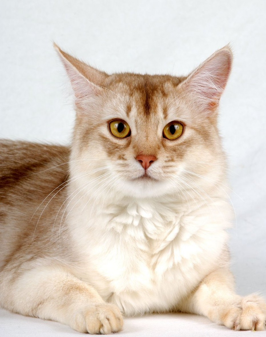 Характер кошки