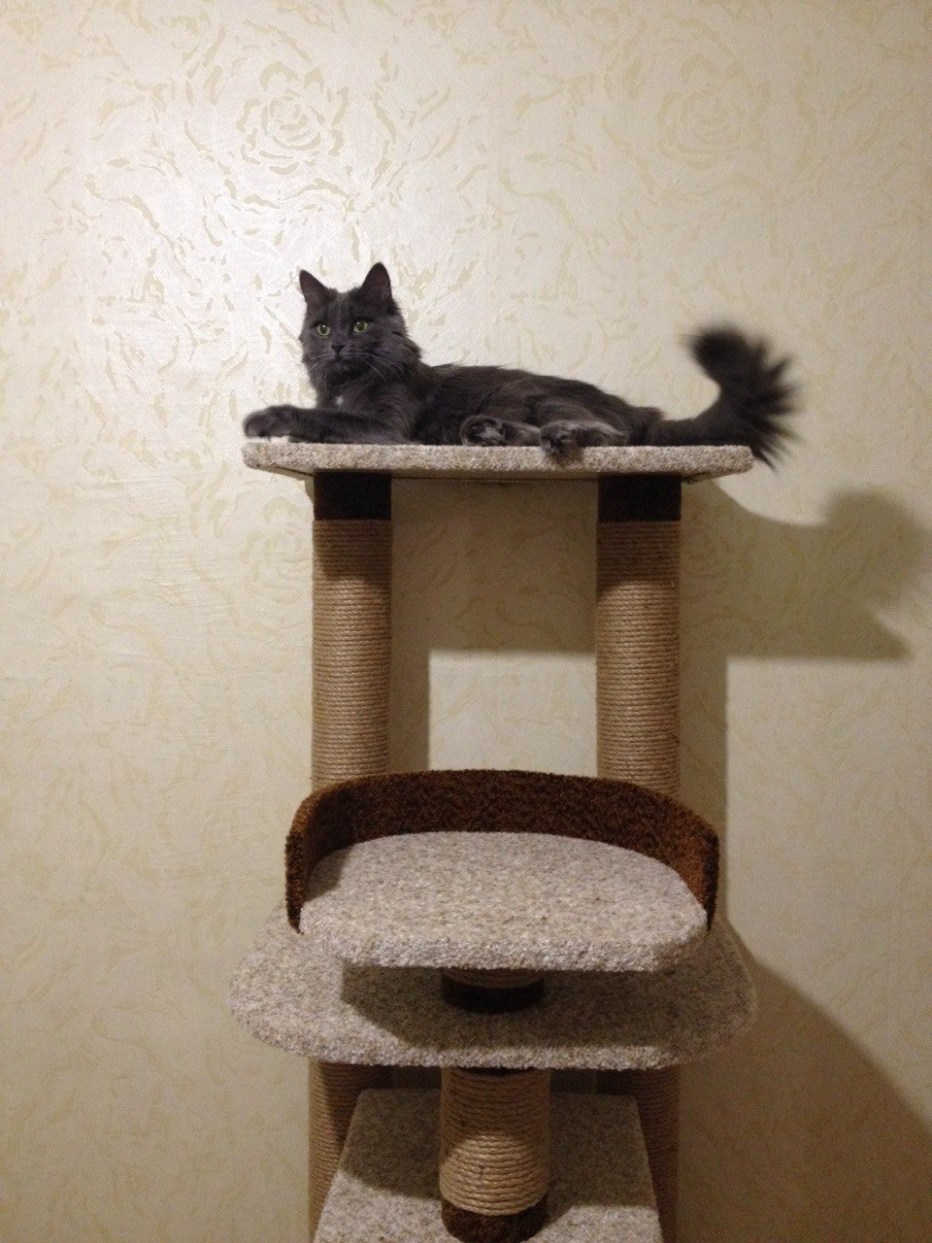 Кошачий комплекс для Мейн куна